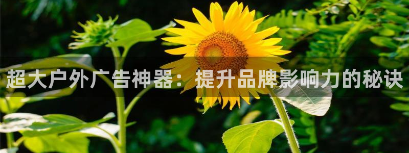 杏宇平台怎么样赚钱